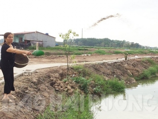 Nông dân Tam Kỳ nuôi cá VietGAP