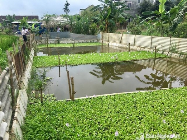 Ngăn ruộng, thả bèo nuôi cua cho thu nhập “khủng“