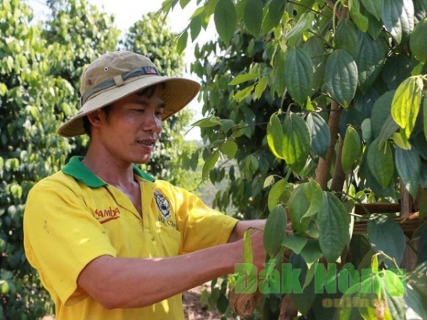 Cử nhân về quê làm giàu từ nông nghiệp