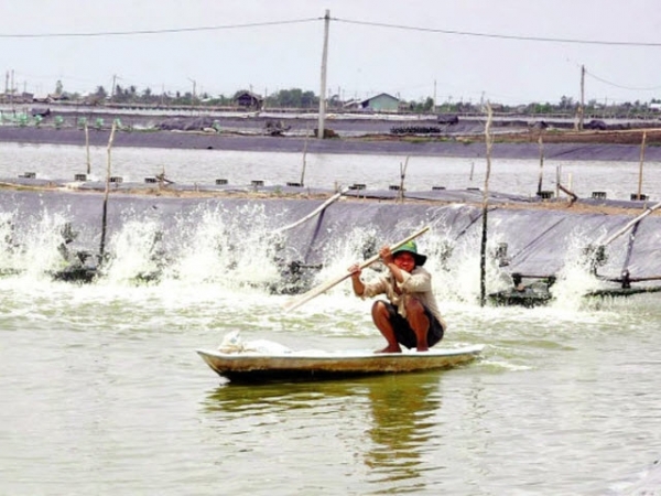 Khó khăn mở rộng nuôi tôm VietGAP