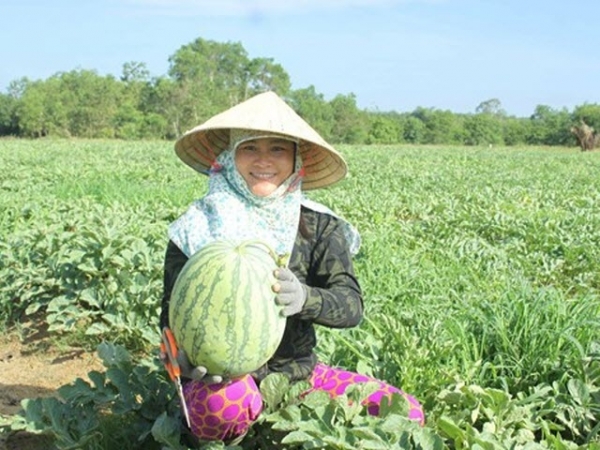 Lần đầu tiên nông dân Quảng Ngãi trồng dưa sạch không hạt