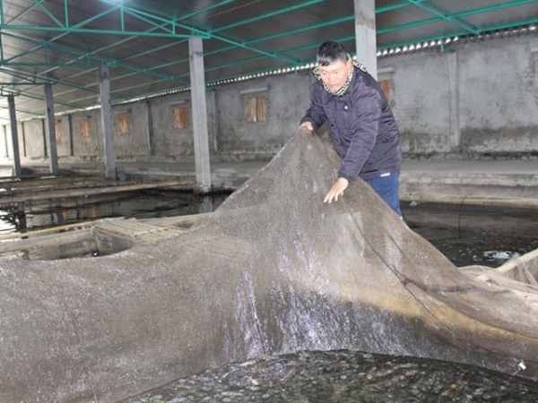 Nuôi cá bống bớp VietGAP trong 'ao nhà', kiếm tiền tỷ mỗi năm