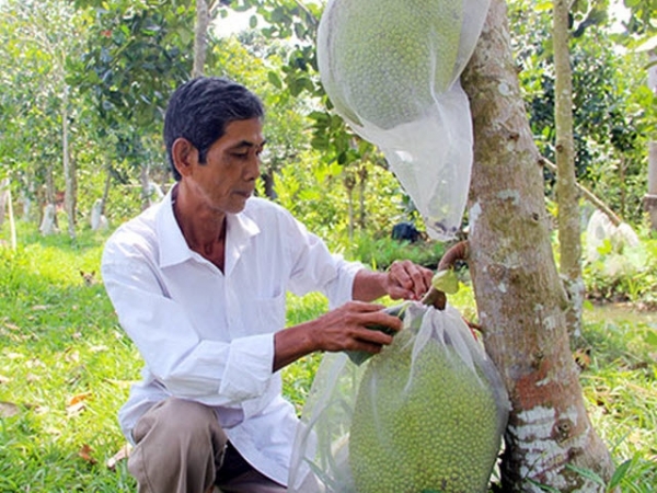 Giải pháp phòng bệnh trên cây ăn trái