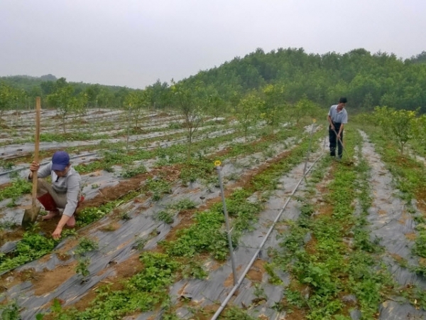 Hiệu quả trồng cà gai leo