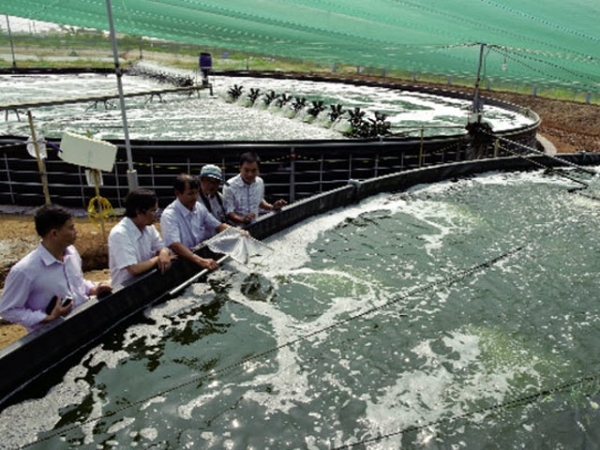 Bạc Liêu: Mới lạ nuôi tôm siêu thâm canh trong hồ nổi tròn