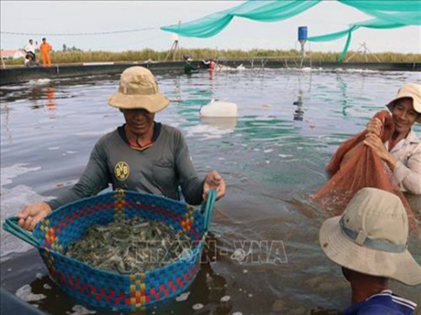 Tăng thu nhập từ nuôi tôm thẻ chân trắng trên ao lót bạt ở huyện An Minh