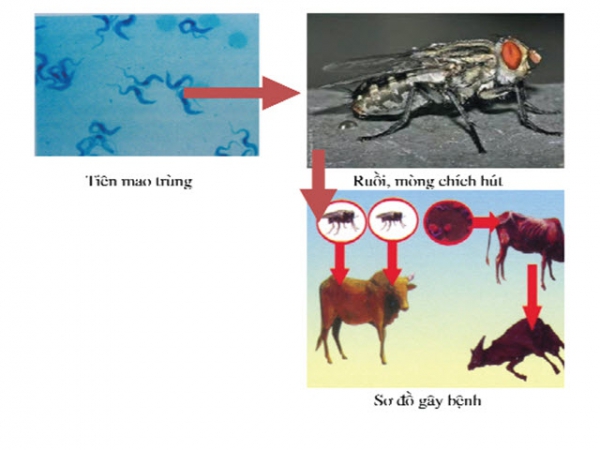 Bệnh tiên mao trùng trên trâu bò