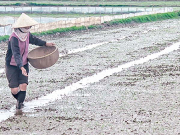 Một số lưu ý gieo thẳng vụ mùa