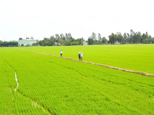 Biện pháp hạn chế cỏ dại trên ruộng vụ hè thu