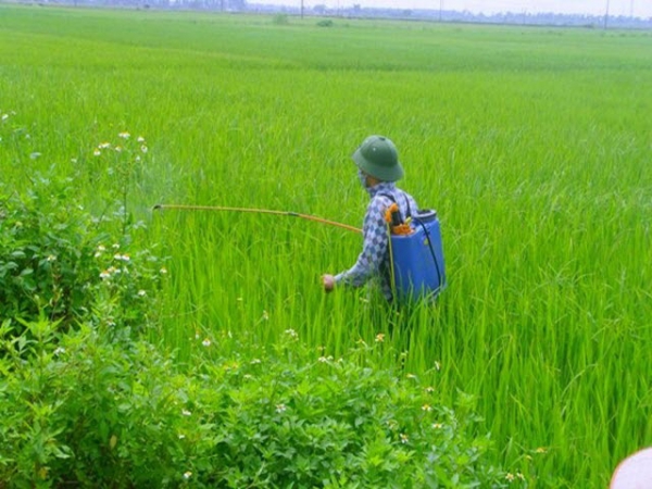 Lưu ý phòng trừ đạo ôn, bạc lá lúa cuối vụ