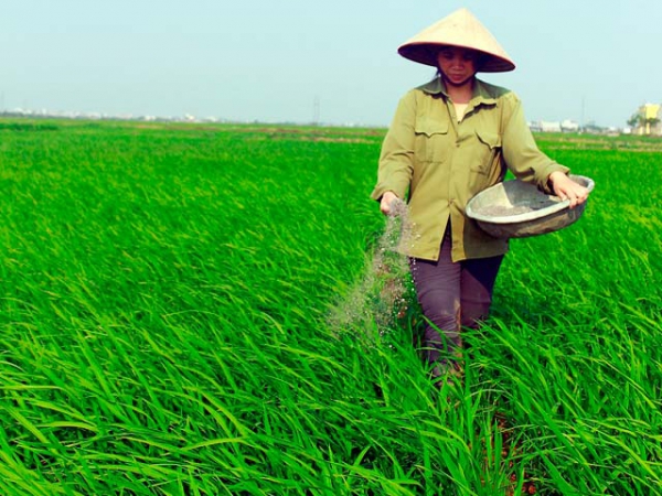 Bón phân thông minh cho lúa trên đất phèn, mặn vụ hè thu