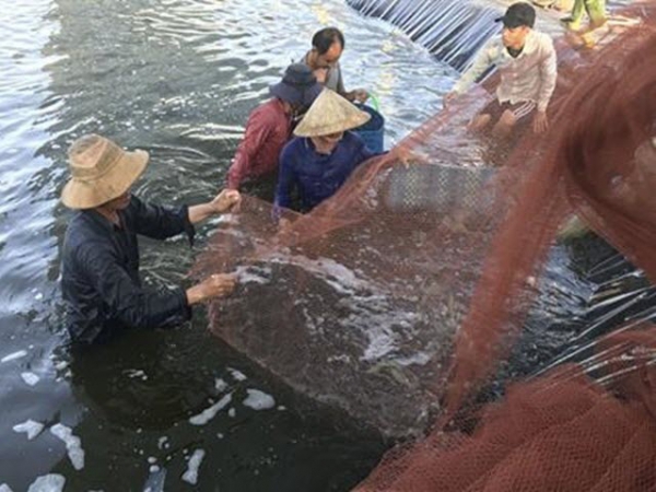 Kinh nghiệm nuôi tôm thẻ hai giai đoạn