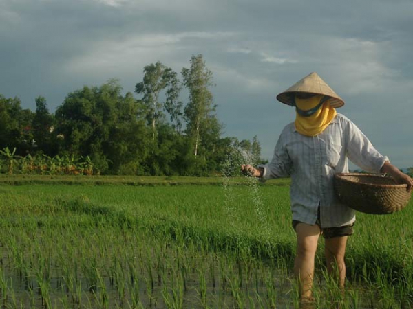 Những lưu ý bón phân cho lúa mùa