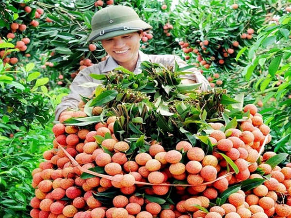 Xuất khẩu vải thiều sang Trung Quốc cần chú trọng yếu tố bao bì