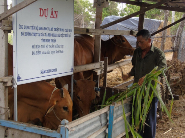 Ứng dụng tiến bộ kỹ thuật chăn nuôi bò hướng thịt