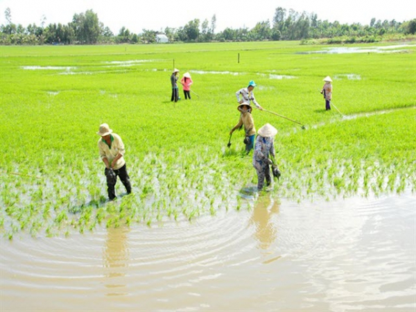 Giải pháp canh tác thông minh trên đất nhiễm phèn