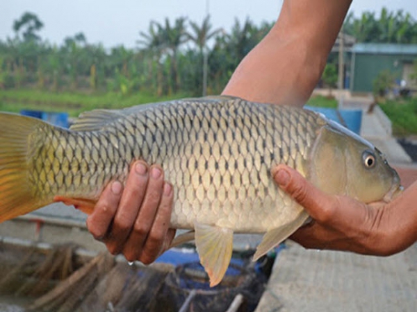 Kỹ thuật ương giống cá chép V1