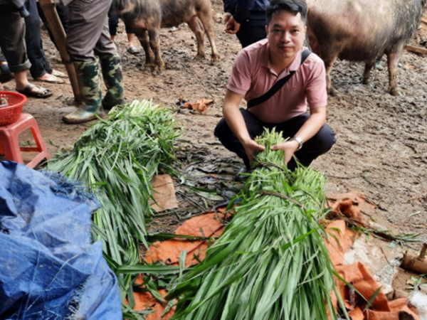 Trồng cỏ, hái tiền