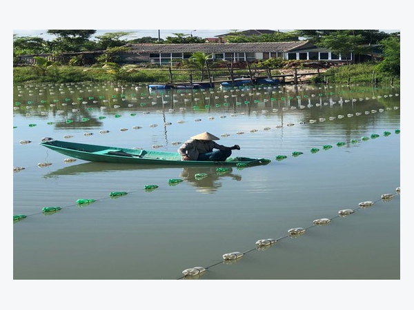 Tín hiệu mừng từ mô hình thí điểm nuôi trai nước ngọt lấy ngọc tại Thành phố Hà Tĩnh