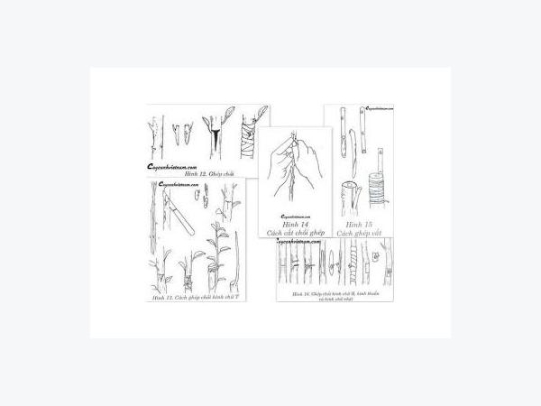 Cách Chiết Cây Ăn Quả Nhanh Ra Rễ Như Thế Nào?