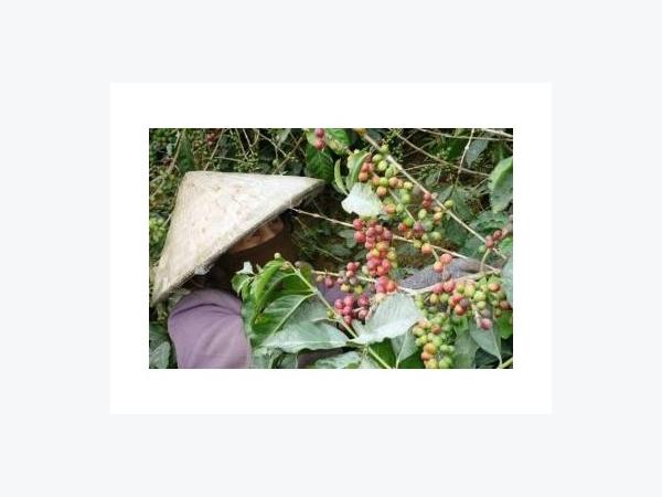 Vùng Trồng Cà Phê Arabica Ngon Nhất Việt Nam Mất Mùa Lớn