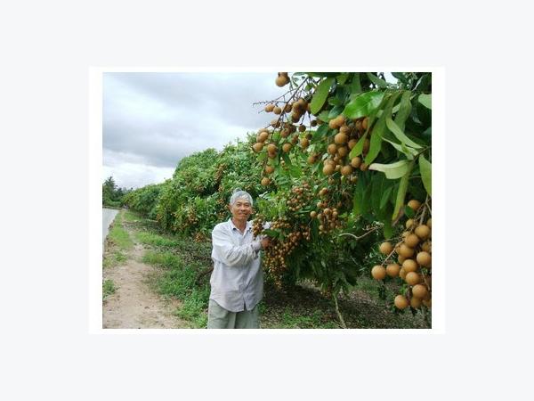 Hồi Sinh Cây Trái Cù Lao Minh (Vĩnh Long)