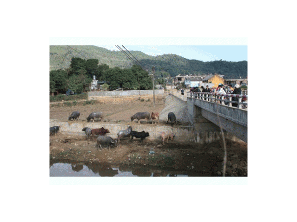 Phát Triển Chăn Nuôi Tạo Sản Phẩm Hàng Hoá