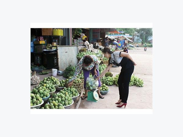 Mùa Xoài Yên Châu (Sơn La)