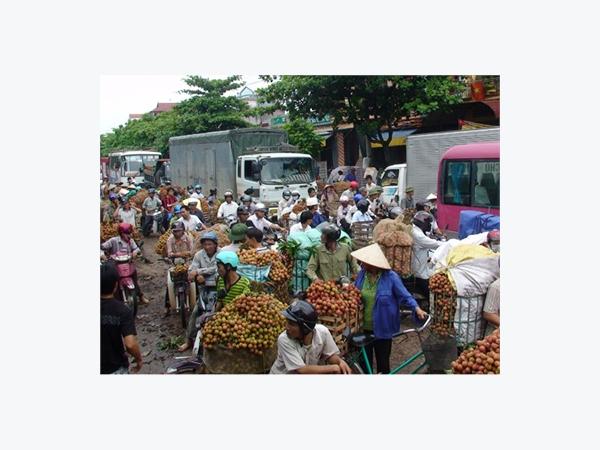 Mùa Vải Chín