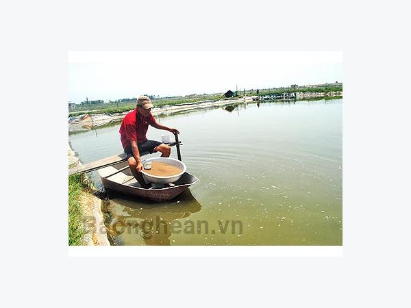 Hàng Chục Ha Tôm Bị Chết Chưa Rõ Nguyên Nhân