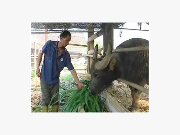 Nông dân huyện miền núi cao thoát nghèo từ nuôi trâu bò vỗ béo