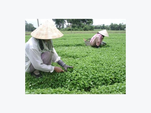 Xây Dựng Vùng Chuyên Canh Rau Rộng 550 Ha Theo Tiêu Chuẩn VietGAP