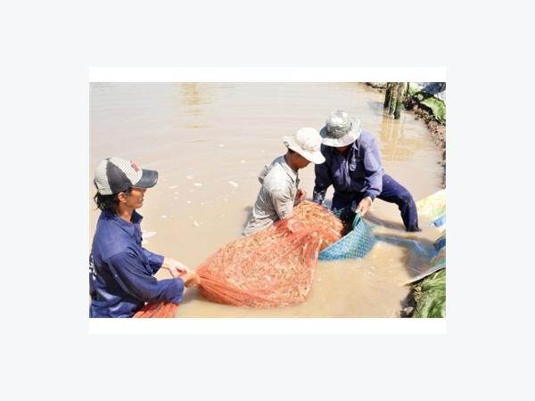 Nuôi Tôm Công Nghiệp Khó Ổn Định Với Dịch Bệnh