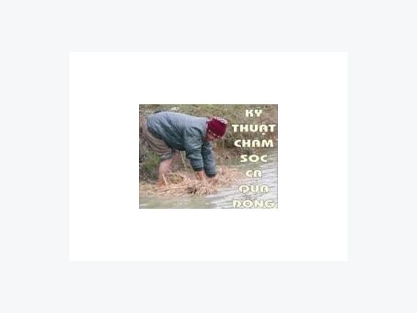 Kỹ thuật chăm sóc cá qua đông