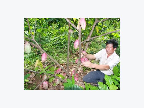 Ký kết bao tiêu trái ca cao tươi cho nông dân