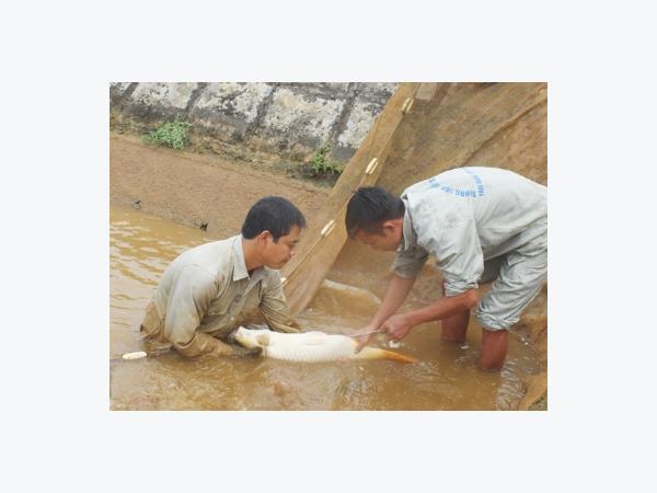 Lào Cai triển vọng của ngành sản xuất giống thủy sản