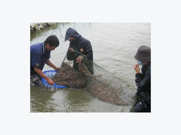 Cần tăng cường quản lý môi trường vùng nuôi thủy sản