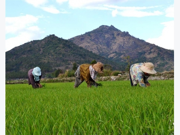 Chăm bón lúa Tây Nguyên bằng phân NPK chuyên dùng