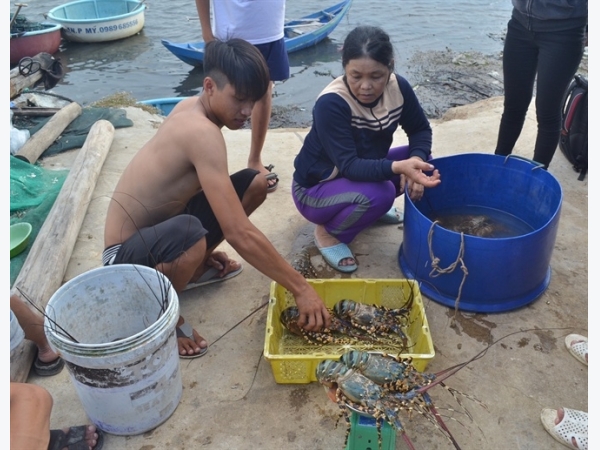 Tôm hùm chết đột ngột, người nuôi Phú Yên thiệt hại nặng