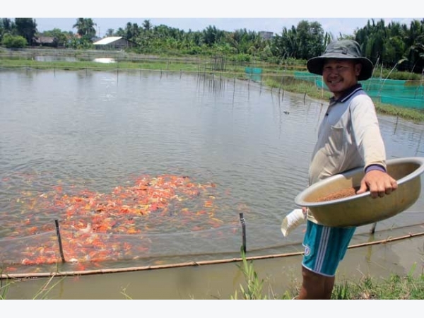 Lão nông canh con nước “độc” nuôi cá cảnh, thu cả trăm triệu/tháng