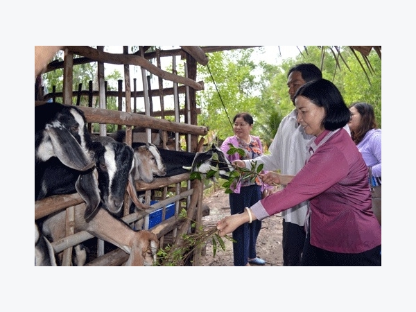 Dẫn dê về nuôi ở bờ vuông tôm, dễ sinh lời, mau hoàn vốn