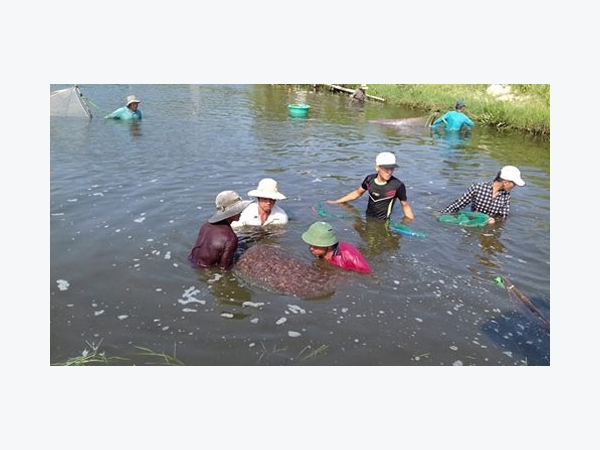 Nông dân Trường Định bán tôm không kịp nhờ nuôi tôm 