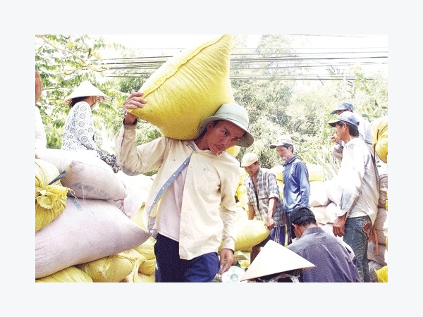 Hạt gạo Việt Nam: Nông dân nghèo trên vựa hạt ngọc trời