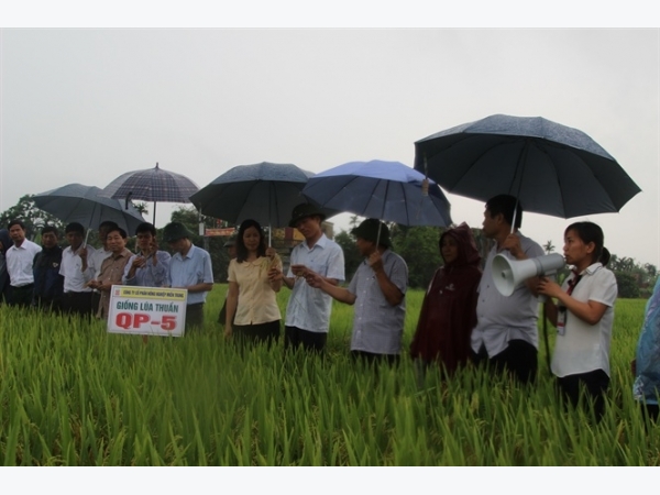 Lúa QP 5 ngắn ngày, năng suất cao