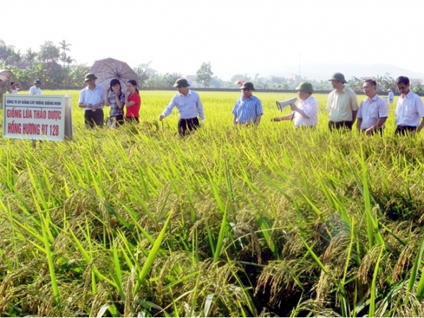 Nghiên cứu các giống lúa năng suất