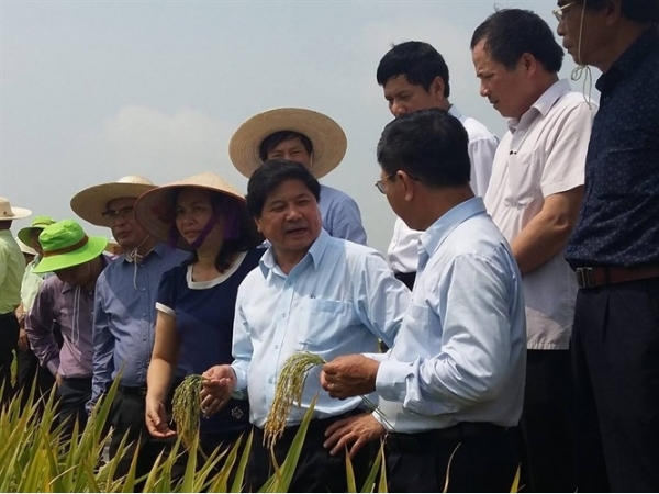 Khó có giống lúa kháng đạo ôn, bạc lá tốt nếu kỹ thuật thâm canh kém