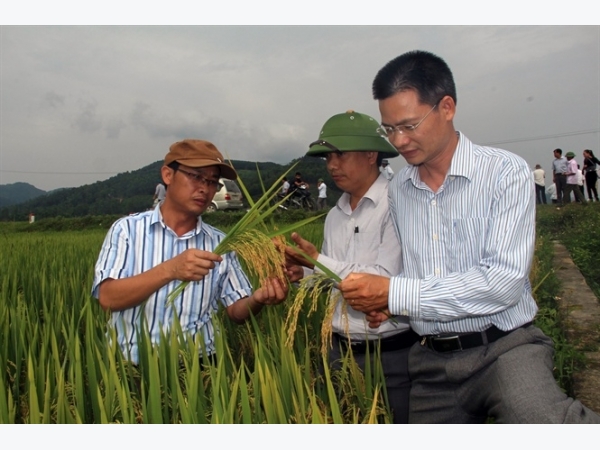 Cánh đồng lớn thâm canh lúa cải tiến