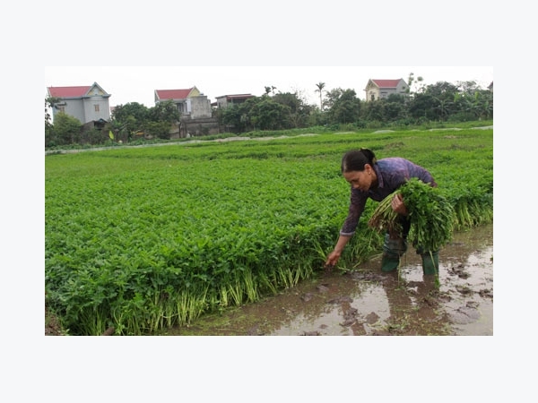 Trồng rau cần sạch Khai Thái, lãi nghìn đô mỗi sào