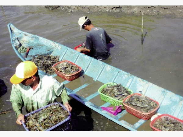 Nuôi tôm càng xanh toàn đực – lúa