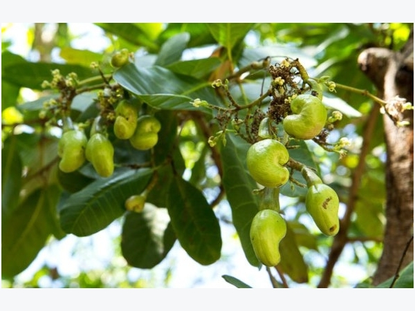 Cashew Cultivation Information Guide